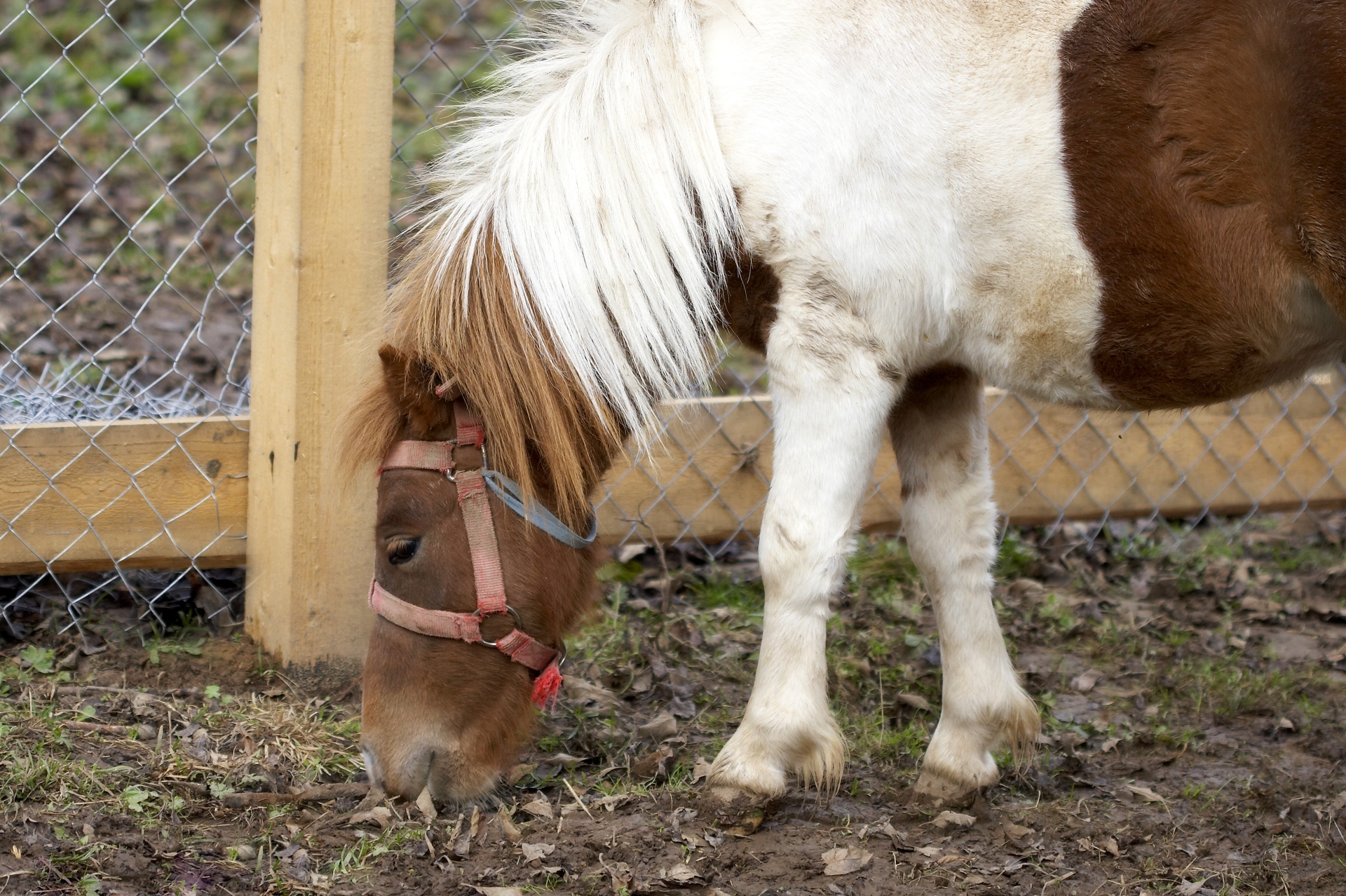 Зоопарк для детей -  Парк-отель Фореста Фестиваль Парк
